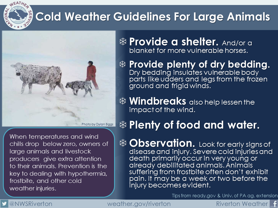 Animals and the Cold. Winter weather is here, whether we like it or not. While we may be used to the turn of the temperatures, are your pets protected? 