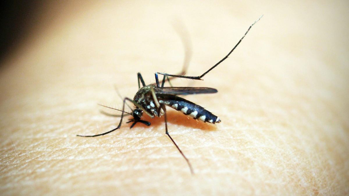 Mosquito-Bite