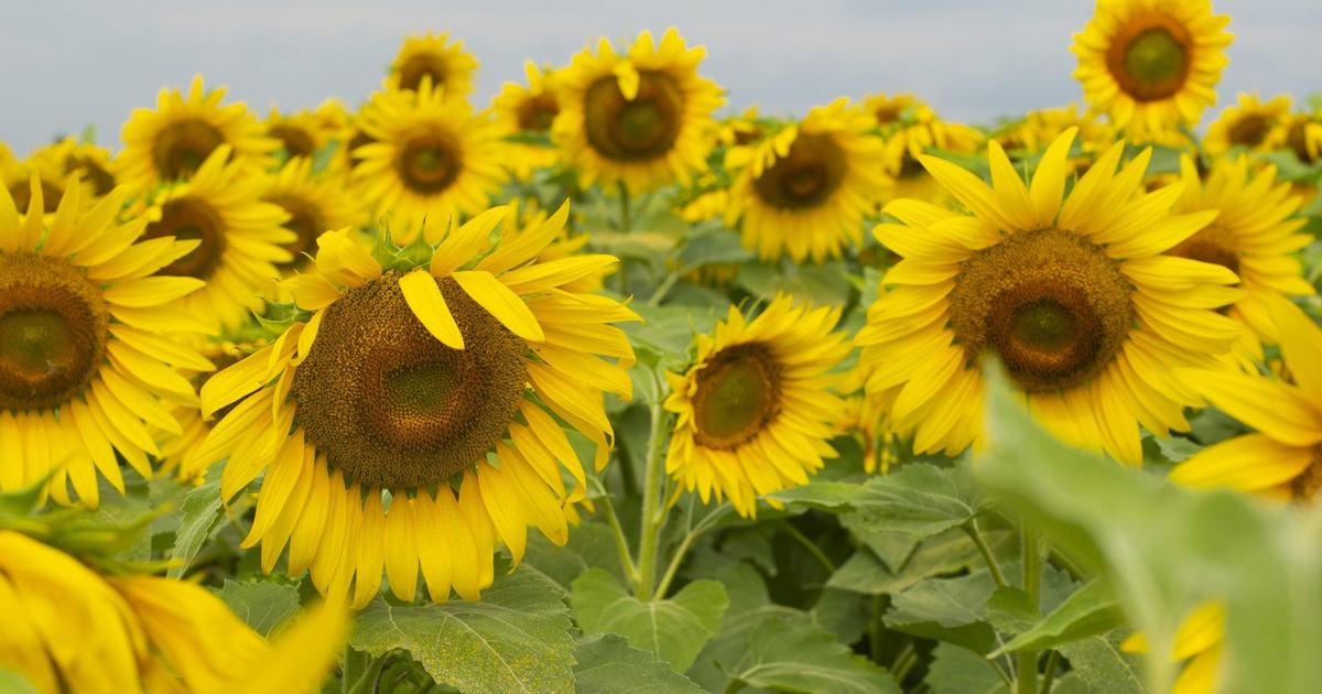 4 Sunflower Farms to Visit in Southeastern Wisconsin