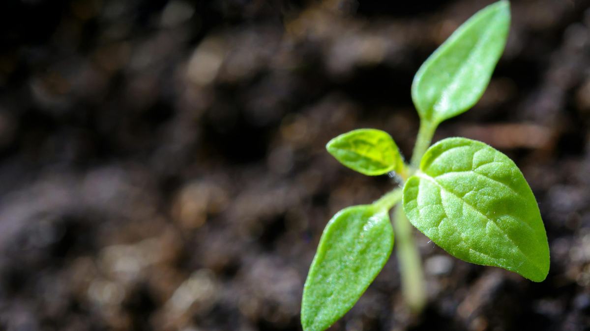 Plant