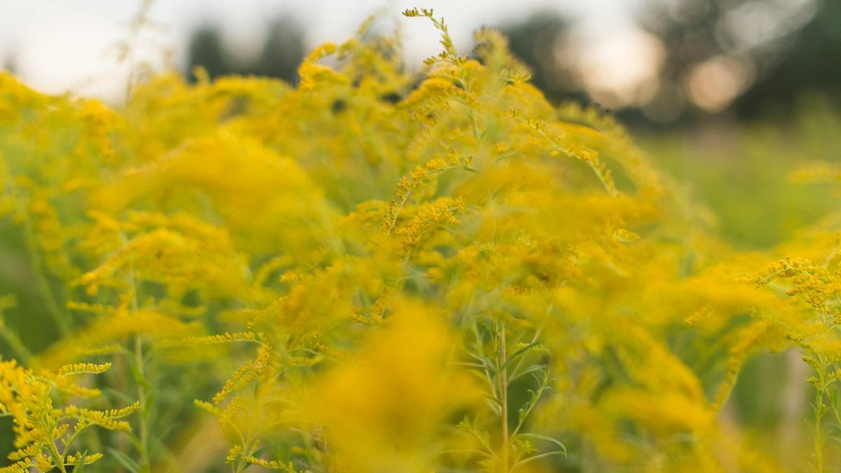 Ragweed