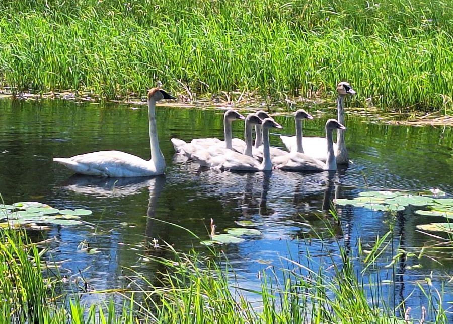 Swan family