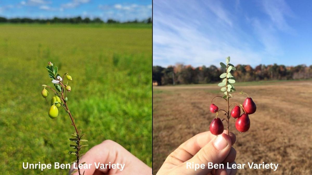 Unripe and ripe Ben Lear Variety