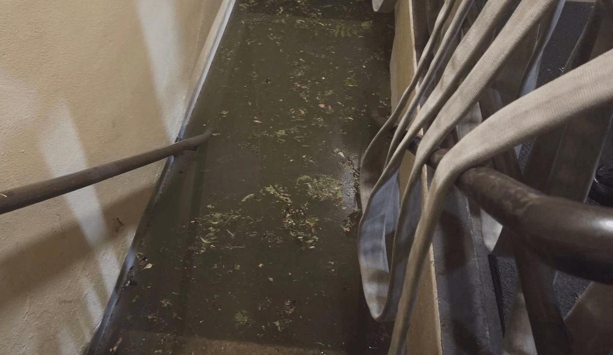 Standing water with floating leaves and debris covers a narrow floor beside a stairway, with several hoses draped over the railing.