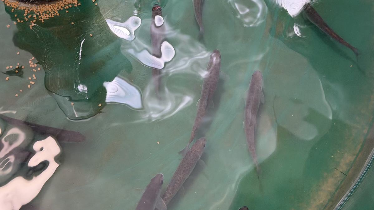 Fish swim in a tank