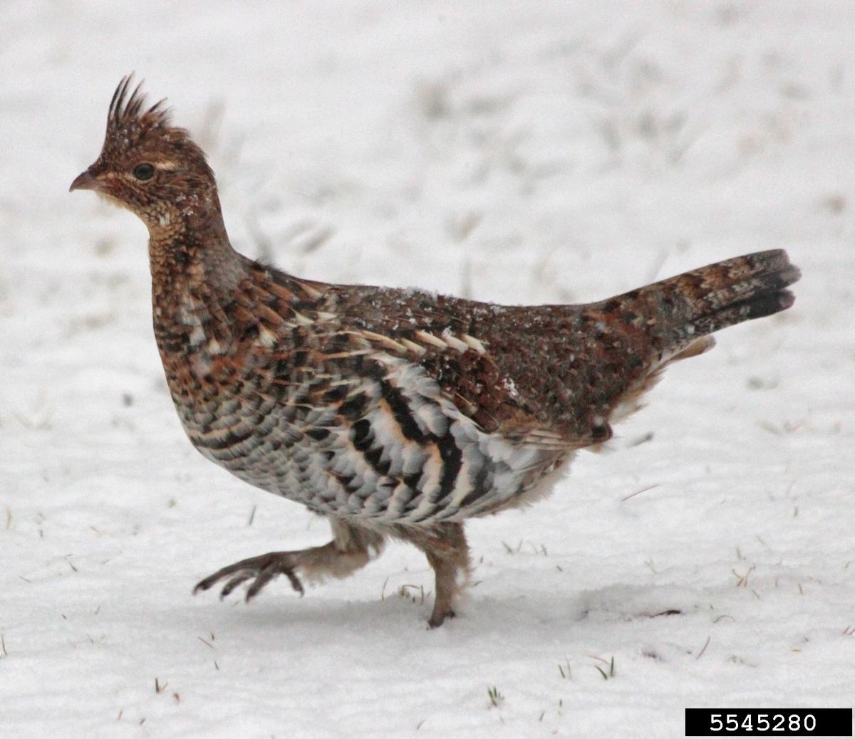 ruffed grouse credit Elmer Verhasselt, Bugwood.org