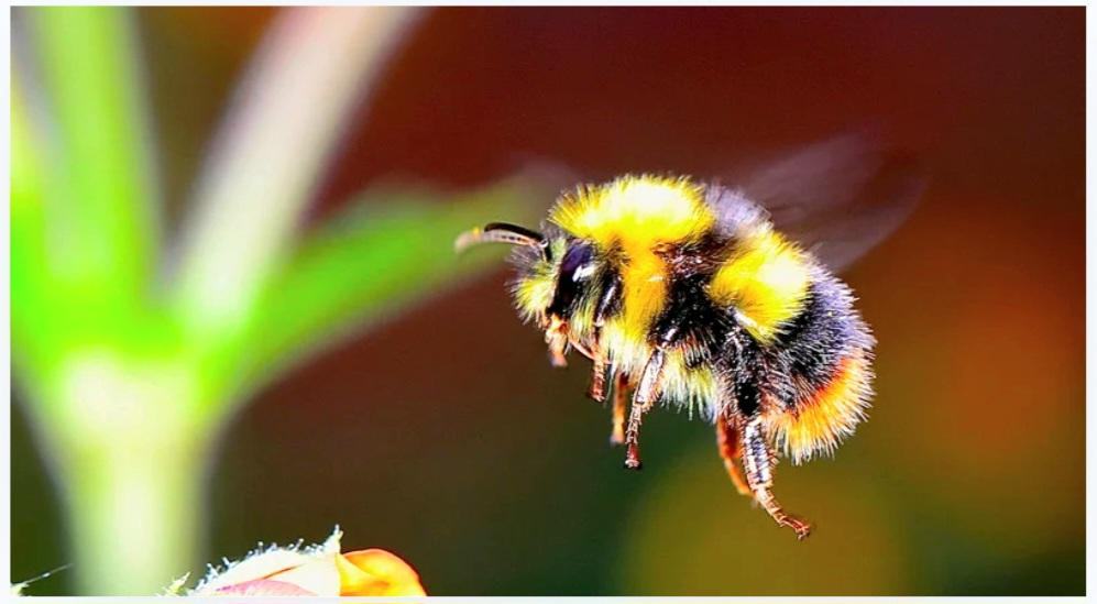 web bee