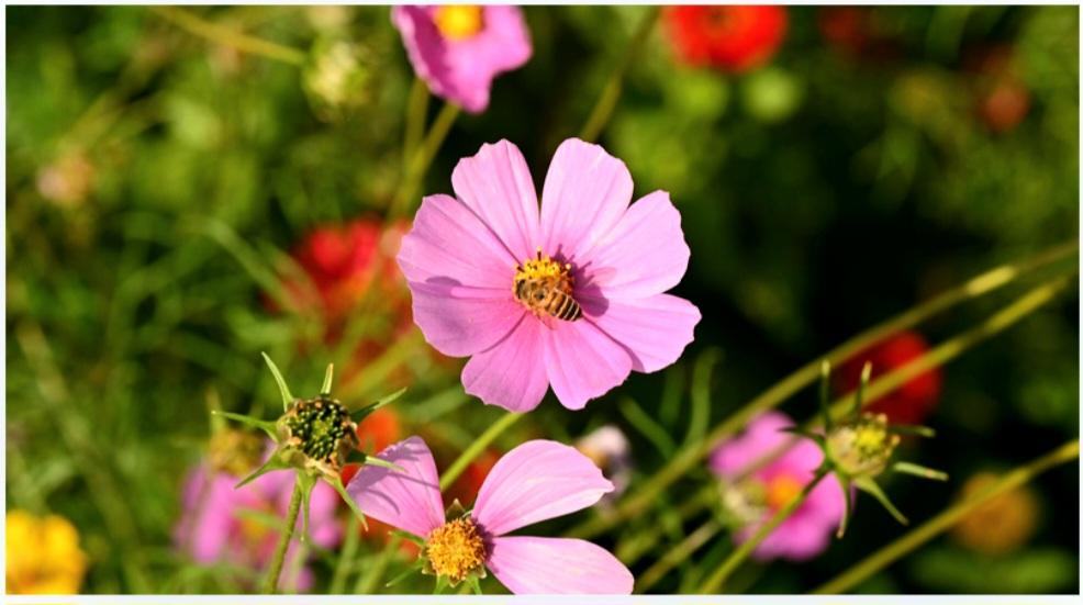 web pollinator flower garden