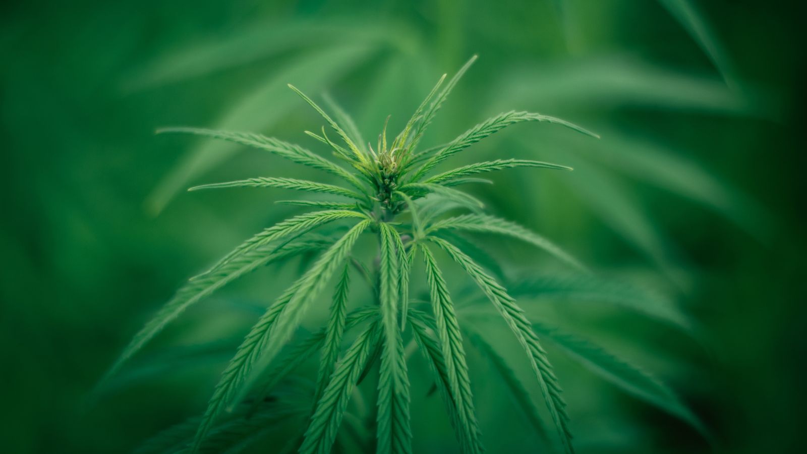 Wisconsin legislature to consider legalizing medicinal marijuana