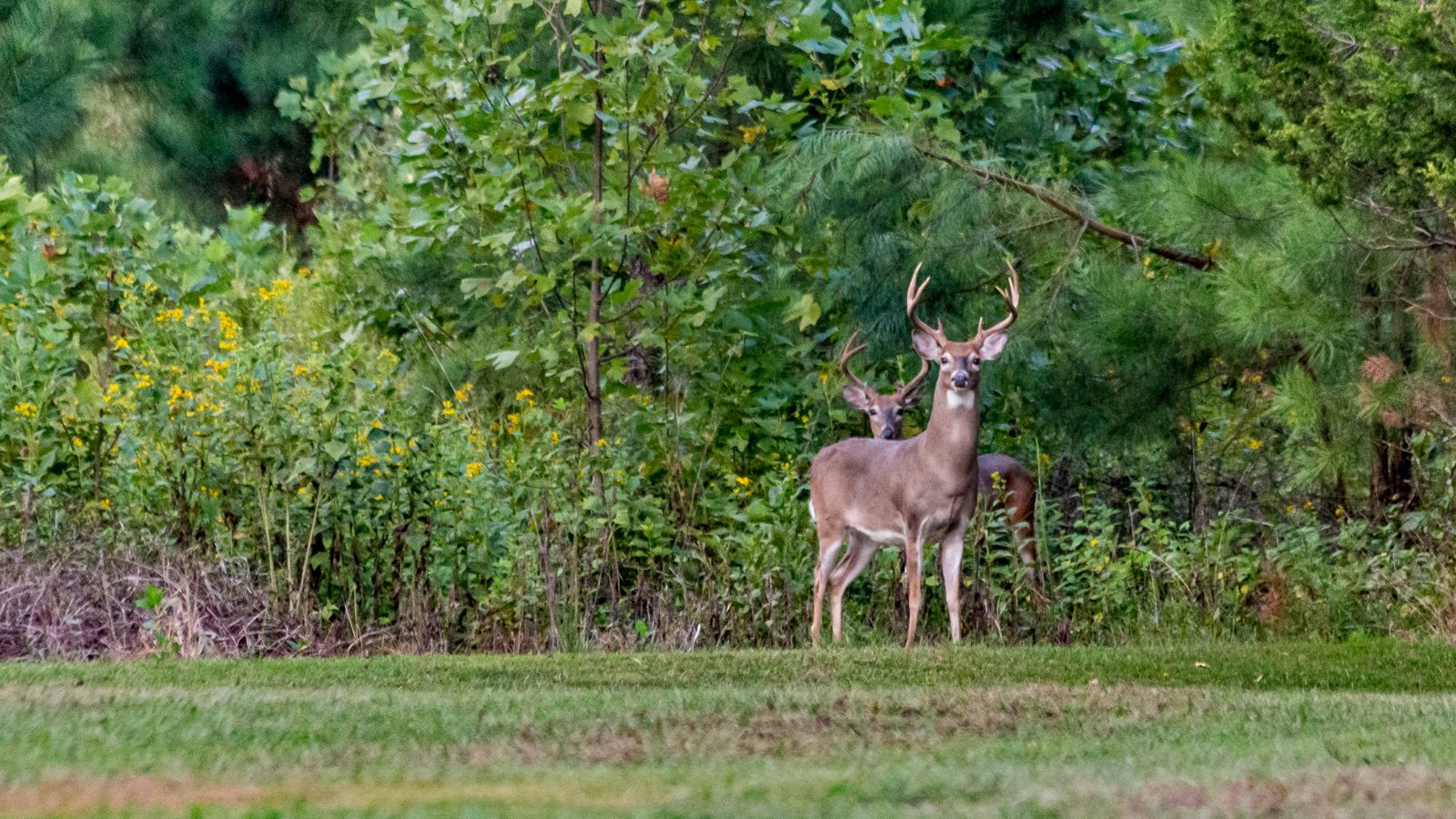 State deer harvest down 16% from last year on opening weekend