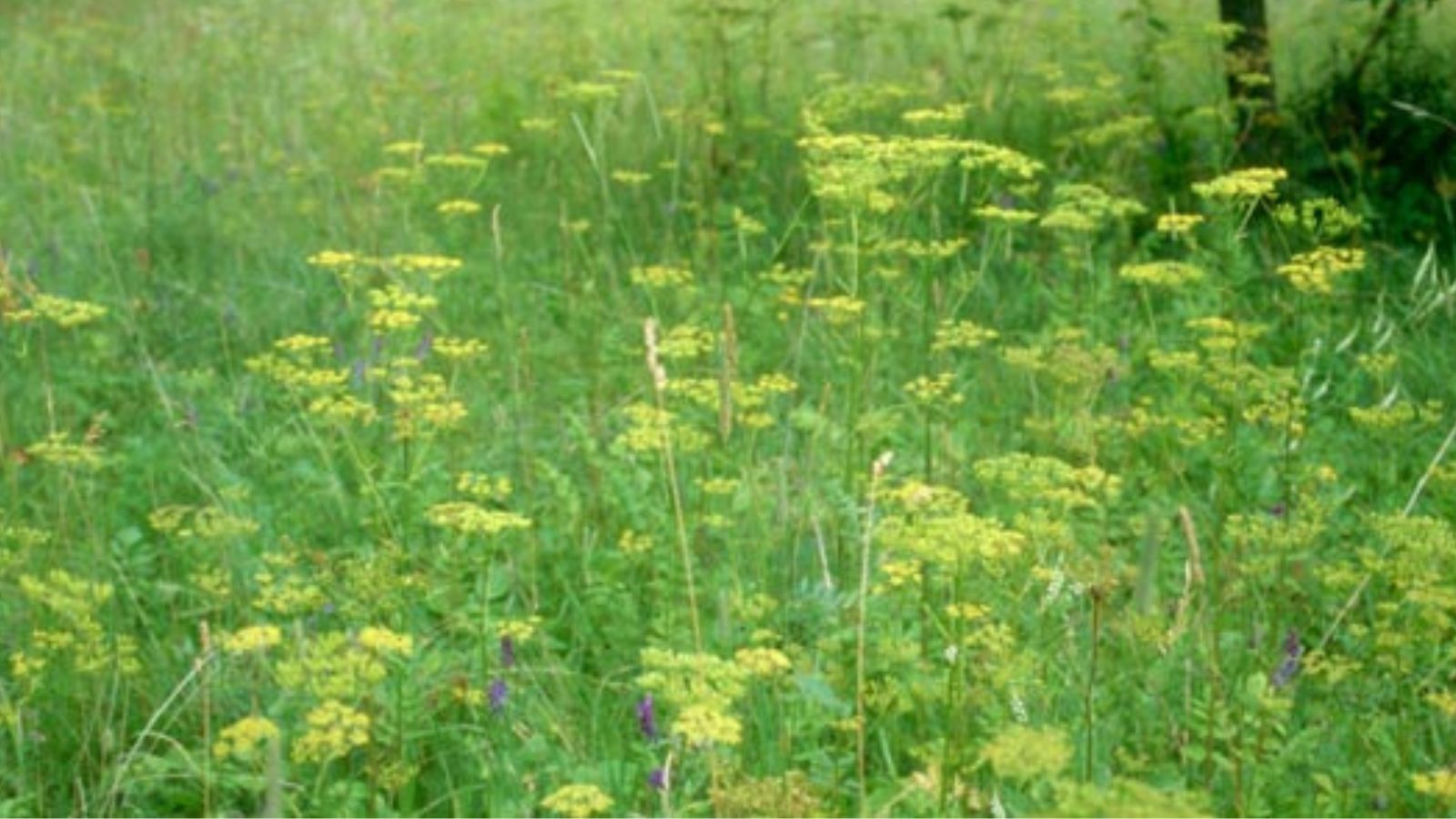 Bill seeks funding to mitigate spread of wild parsnip, other invasive species in Wisconsin