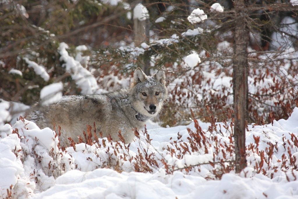 New legal action stems from Wisconsin wolf management plan