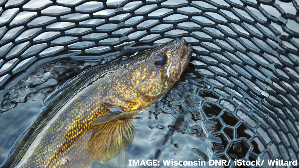 A close-up of a walleye in a fishing net.