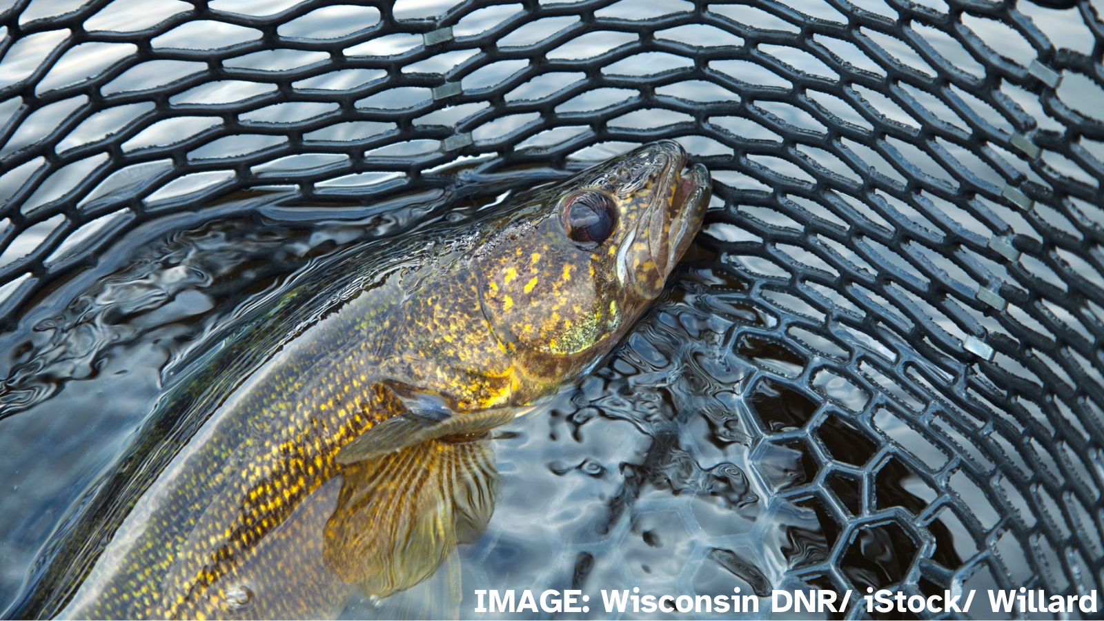 DNR publishes new fishing regulations for 2024-25 season