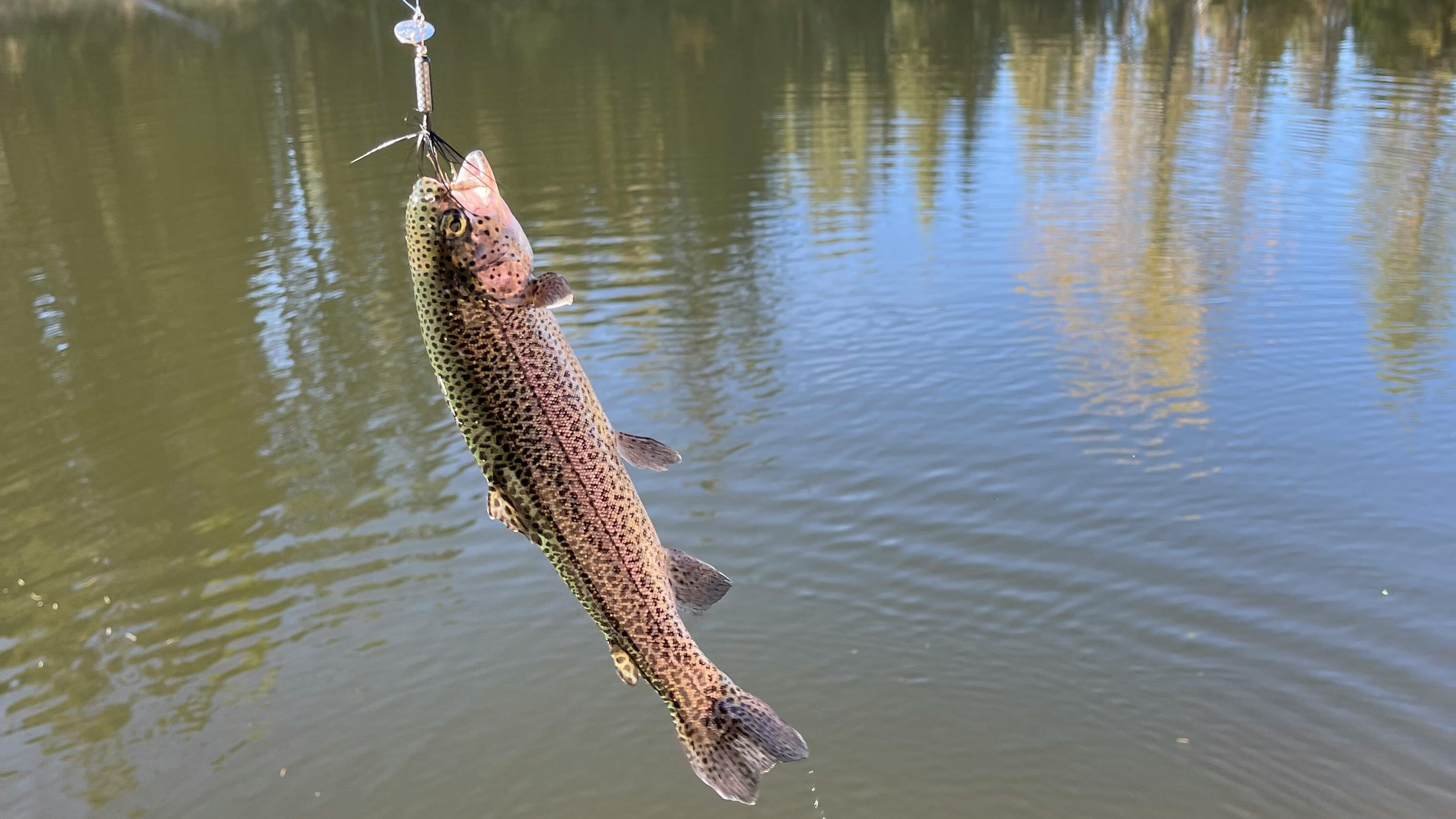 Previously Undetected Parasite Discovered in Wild Wisconsin Trout