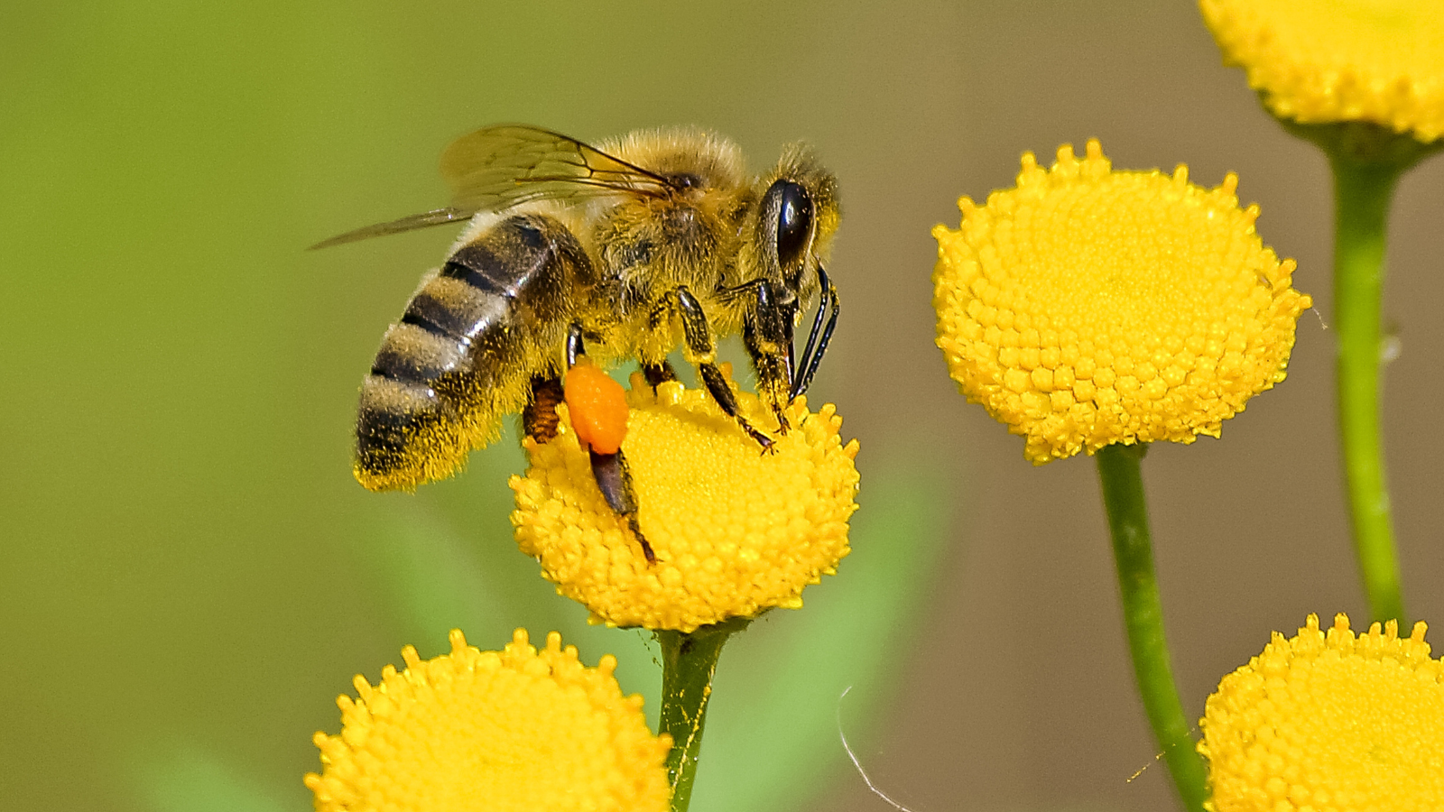 Slow Mow May: helping pollinators thrive