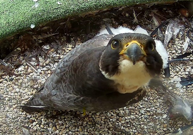 Peregrine Falcon Chicks to be Banded at Racine County Courthouse