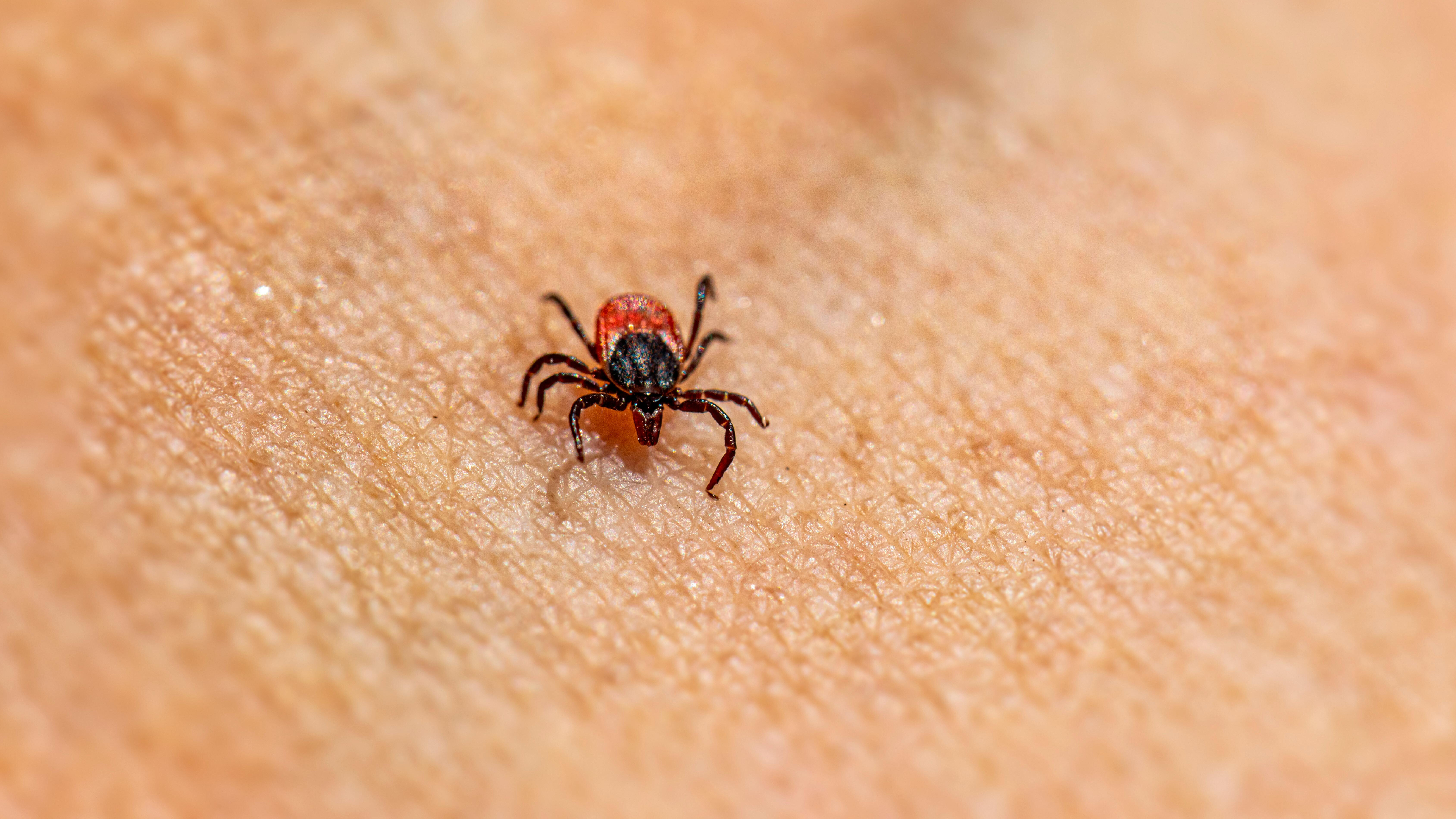 Got ticks? Grab them: Central Wisconsin is collecting these parasites for research