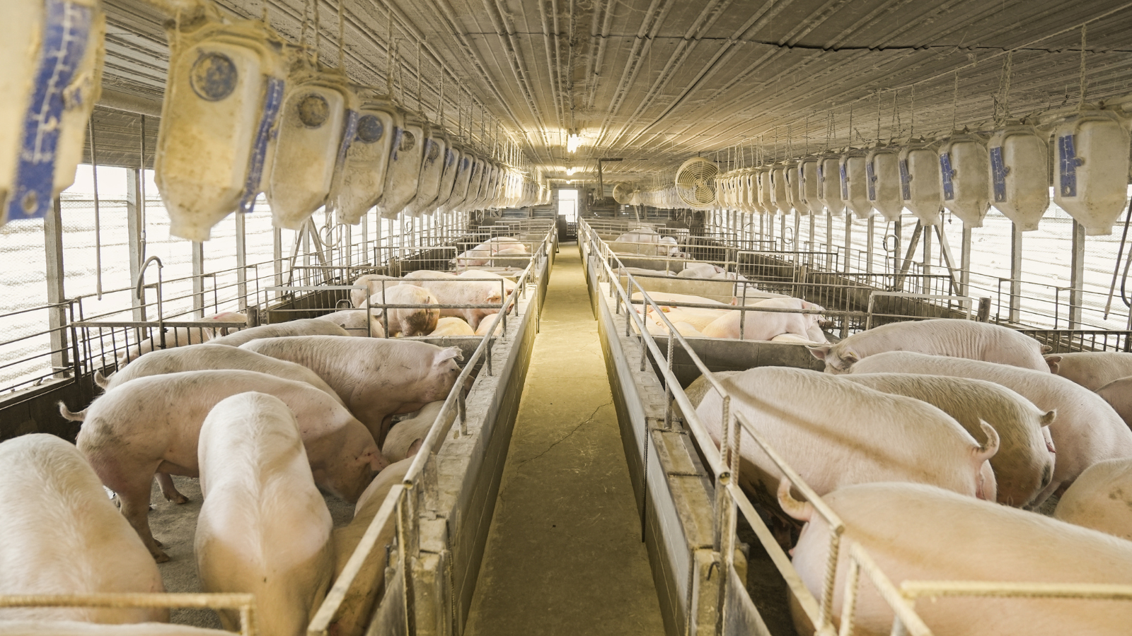 Restaurant chains called into question for meat-production sources - Vimarsana News