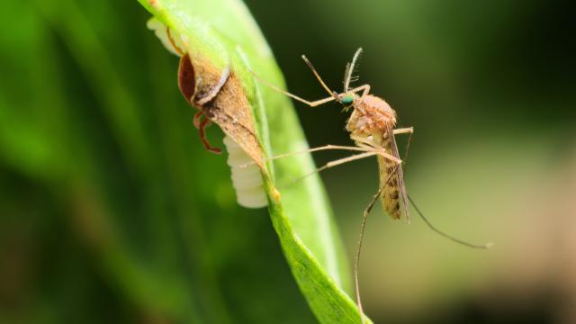 “Definitely worse”: Lots more mosquitoes across Wisconsin this summer