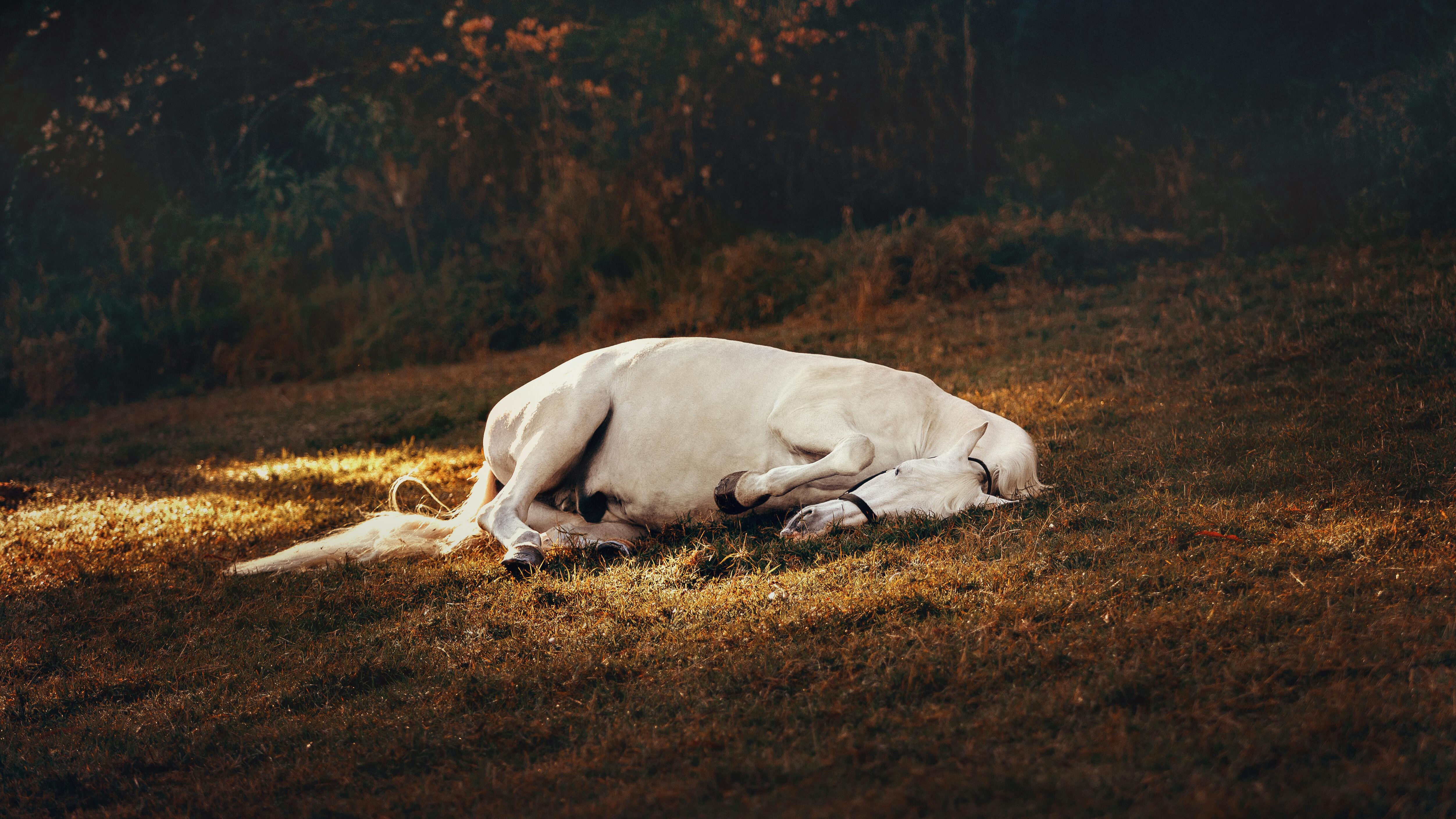 First Confirmed Case of Eastern Equine Encephalitis in Marathon County