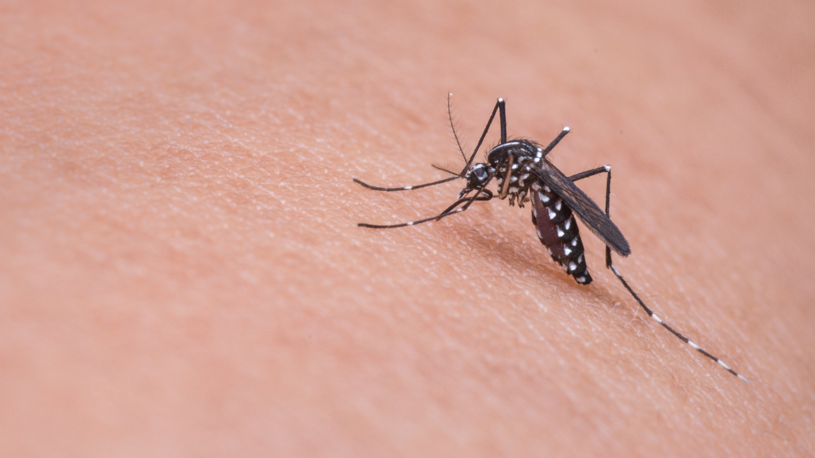 Winnebago and Manitowoc Counties confirm human West Nile cases