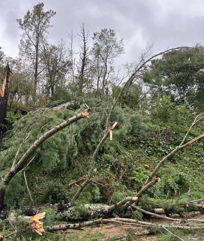 Trees broken off after Hurricane Helene in North Carolina