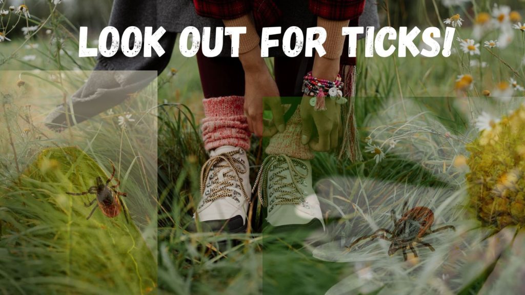 pants tucked into socks to protect from ticks