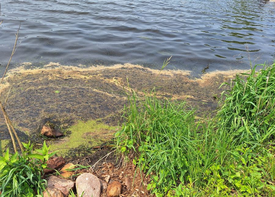 Muck Lake Camelot shoreline