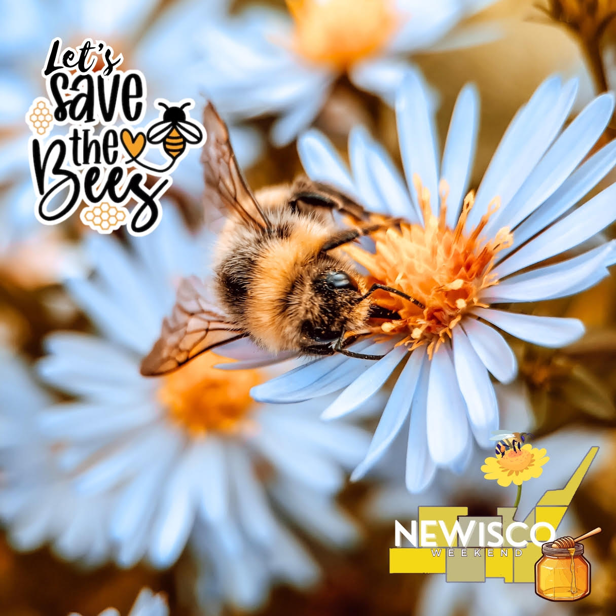 The Buzz Around Bees and Beekeeping