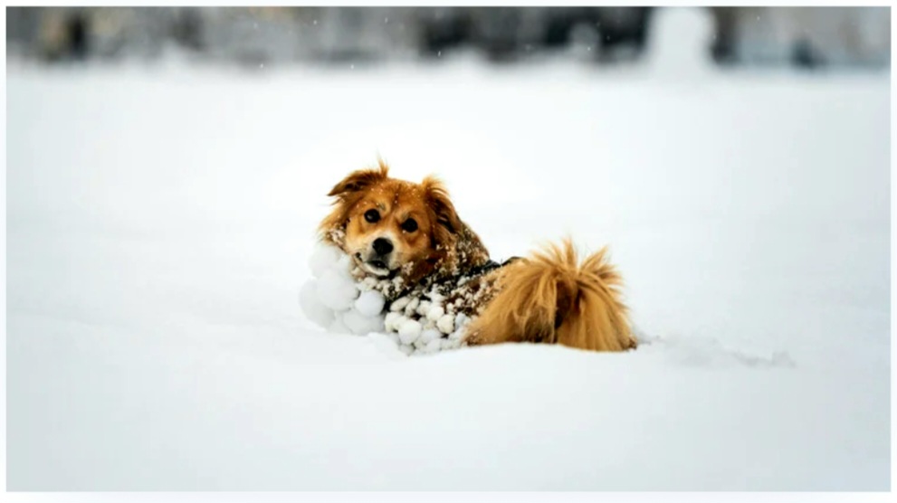 NEW Top Dog set to Raise Money for Pet Rescues and Kids in Need - Civic Media